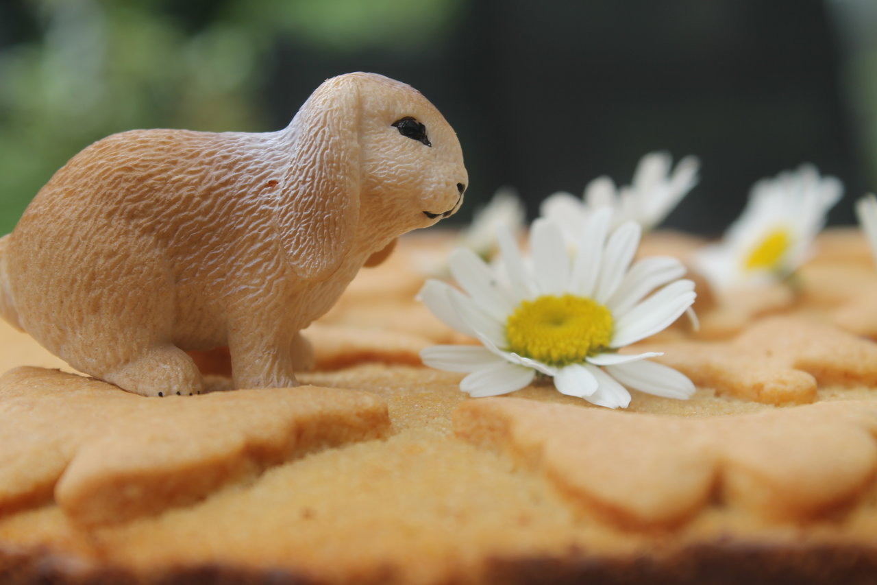 Holunderblütensirup-Torte mit Vanillesoße | cuplovecake