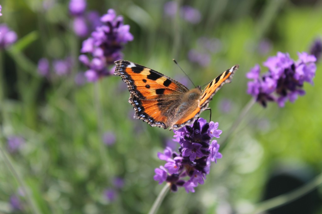 Würzig duftender Lavendel flirtet mit saftigen Aprikosen: Aprikosen ...